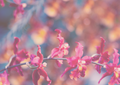 免费DDOS攻击测试工具